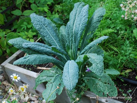 planting dinosaur kale one per square foot