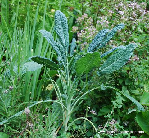 planting dinosaur kale mixed with other plants