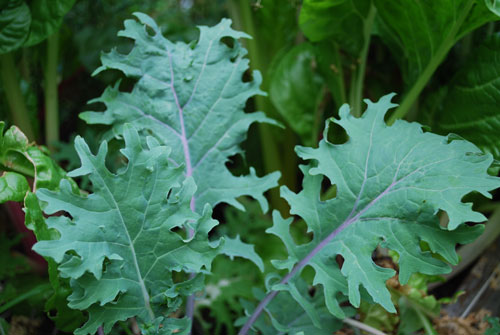 russian kale picture