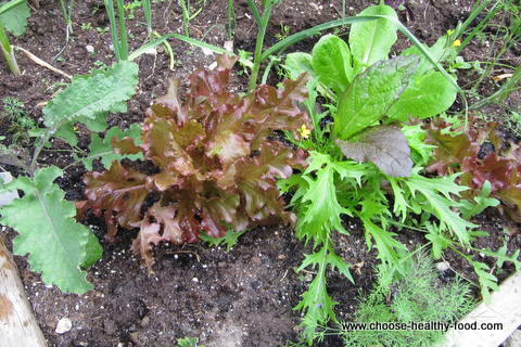 growing kale and  lettuce 