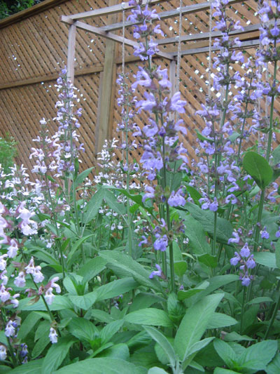 blossoming herbs in square foot garden