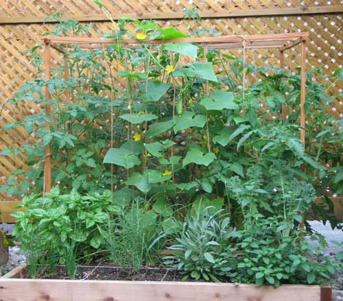 square foot garden in the summer