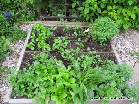 switching from square foot garden to Food4Wealth 