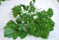 parsley picture