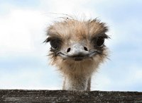 ostrich looking ahead