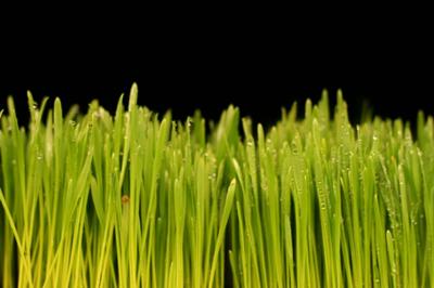 Wheatgrass